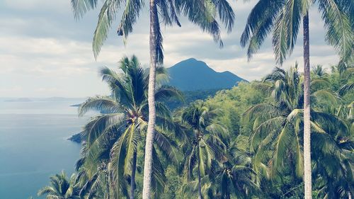 Palm trees by sea against sky