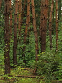 Trees in forest