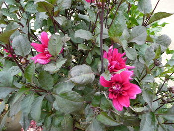 Close-up of pink flowers