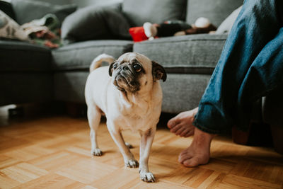 Low section of dog sitting on wooden floor at home