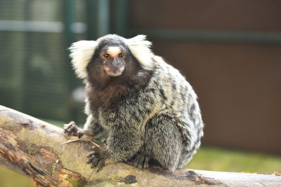 Close-up of monkey