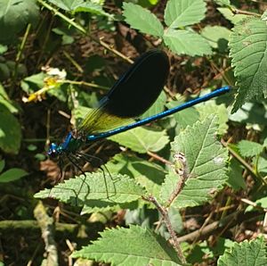 Close-up of butterfly on leaf