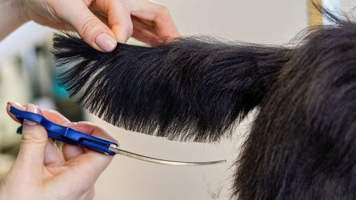 Dog grooming and getting professional service at pet salon by groomer