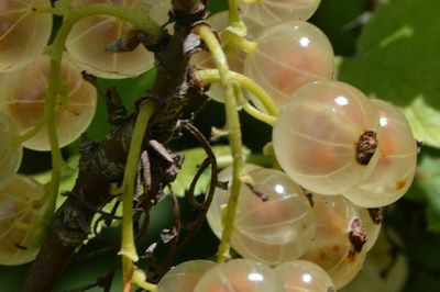 Close-up of snake on plant