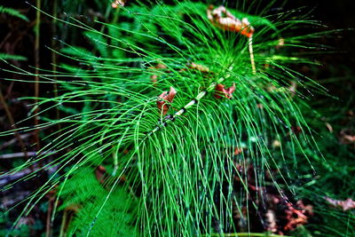 Close-up of plants