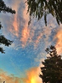 Low angle view of trees against cloudy sky