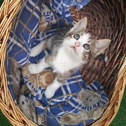 High angle view of kitten in basket