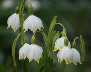 Close-up of white flowering plant