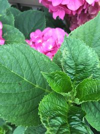 Close-up of pink flowers