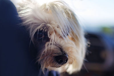 Close-up of a dog