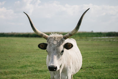 Close-up of cow