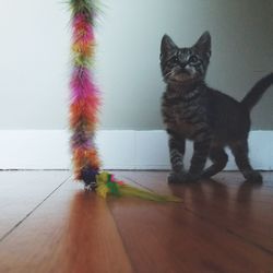 Close-up of cat by water