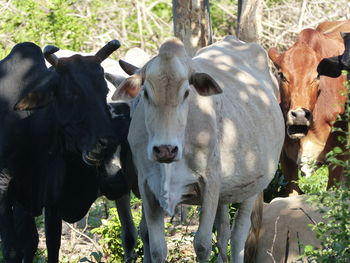 Cows standing in field