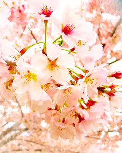 Low angle view of cherry blossoms in spring