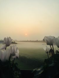 Close-up of flower growing in field against clear sky during sunset