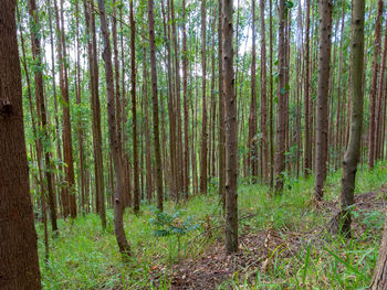 View of bamboo trees in forest