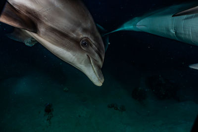 Dolphins swimming in the red sea, eilat israel a.e