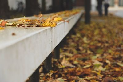 Close-up of dry autumn leaves on tree