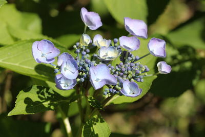 Close-up of fresh purple flowering plants