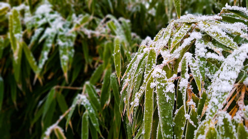 Close-up of frozen plants during winter