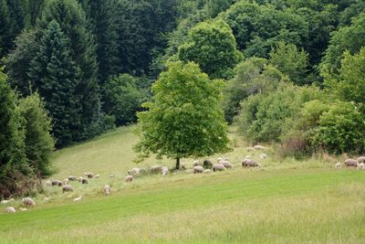 Flock of sheep grazing in pasture