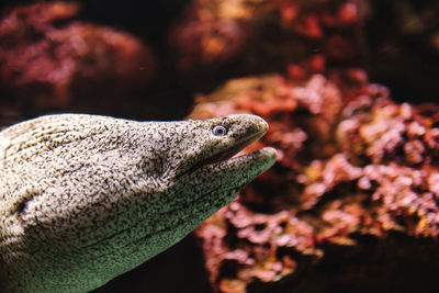 Close-up of a lizard