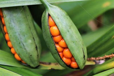 Close-up of bananas