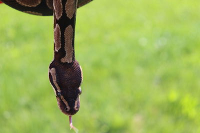 Close-up of snake on tree