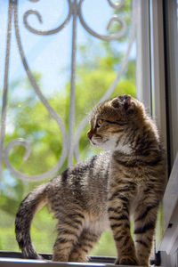 Close-up of a cat looking through window