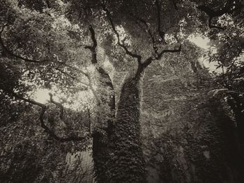 Trees growing in sunlight