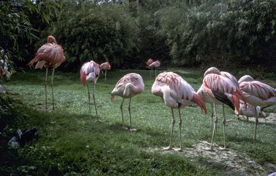 Flock of birds on grassy field