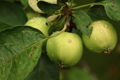 Close-up of apples on tree