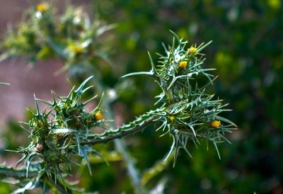 Close-up of plant against blurred background