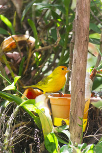 Bird perching on tree trunk