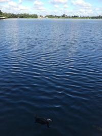 View of birds flying over lake