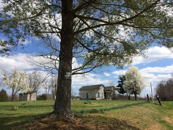 Trees on field against sky