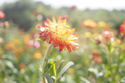 Close-up of yellow flowers blooming outdoors