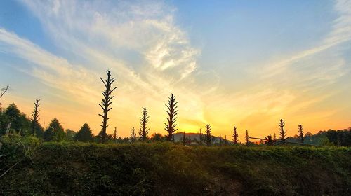 Plants growing on land against sky during sunset