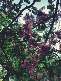 Low angle view of flower tree