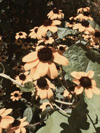 Close-up of flowers growing in park