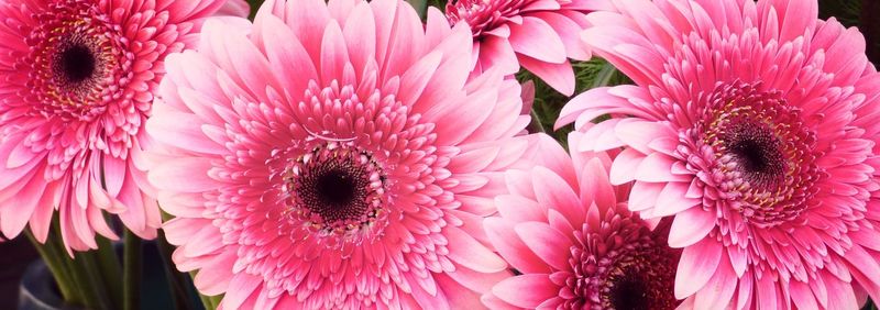 Panoramic view of gerbera daisies