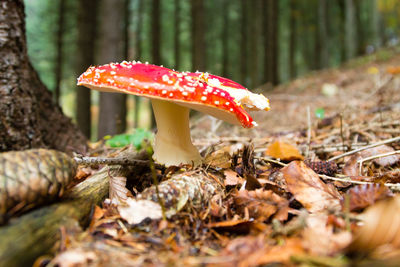 Close-up of mushroom growing on field