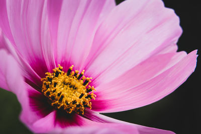 Close-up of pink cosmos flower