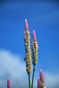 Close-up of pink flowering plant against blue sky