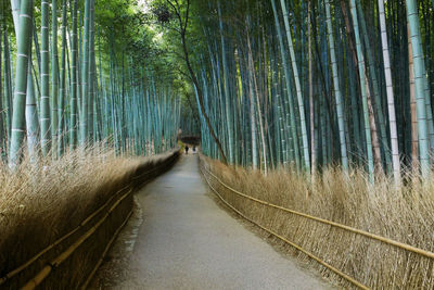 Walkway in bamboo grove at kyoto prefecture