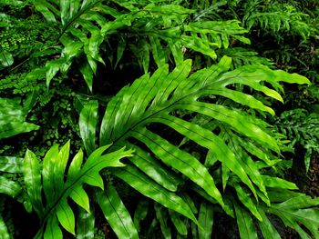 Full frame shot of fresh green plant