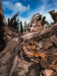 Low angle view of trees against sky