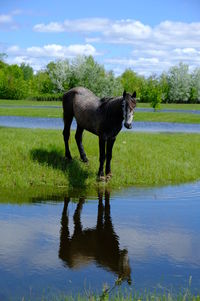 Horse standing in a lake