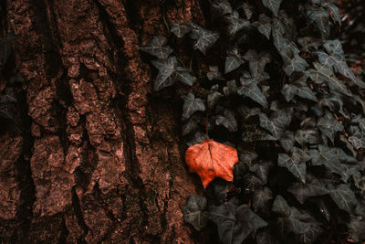 Close-up on tree trunk with ivy plant with single different color leaf