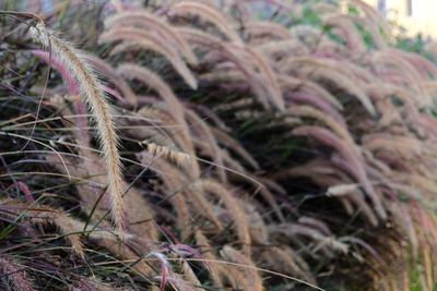 Close-up of plants